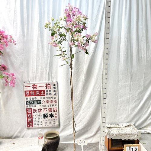 高飘【口红】627一物一拍漳州三角梅原生带盆土四季勤花阳台