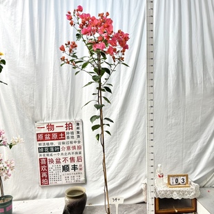 勤花阳台 340一物一拍漳州三角梅原生带盆土四季 高飘 同安红