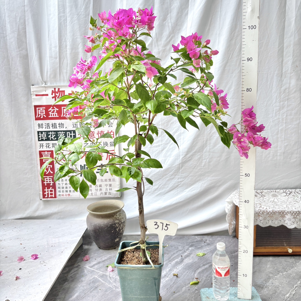 高杆方盆【漳红缨】375一物一拍漳州三角梅原生带盆土四季勤花