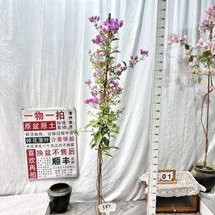 勤花阳台 389一物一拍漳州三角梅原盆土四季 高飘 银边水仙紫