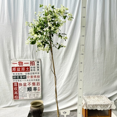 高飘【白雪公主】330漳州三角梅一物一拍原生带盆土四季勤花阳台