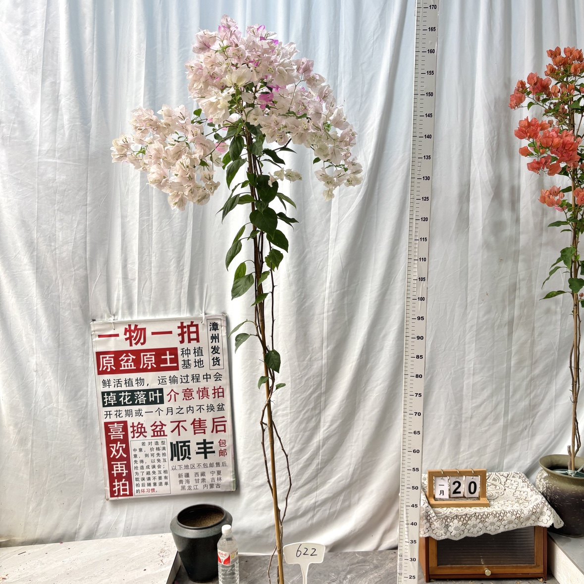 高飘【口红】622一物一拍漳州三角梅原生带盆土四季勤花,鲜花速递/花卉仿真/绿植园艺,绣球/木绣球/木本植物,淘宝优惠券,粉丝福利购,淘宝优惠卷