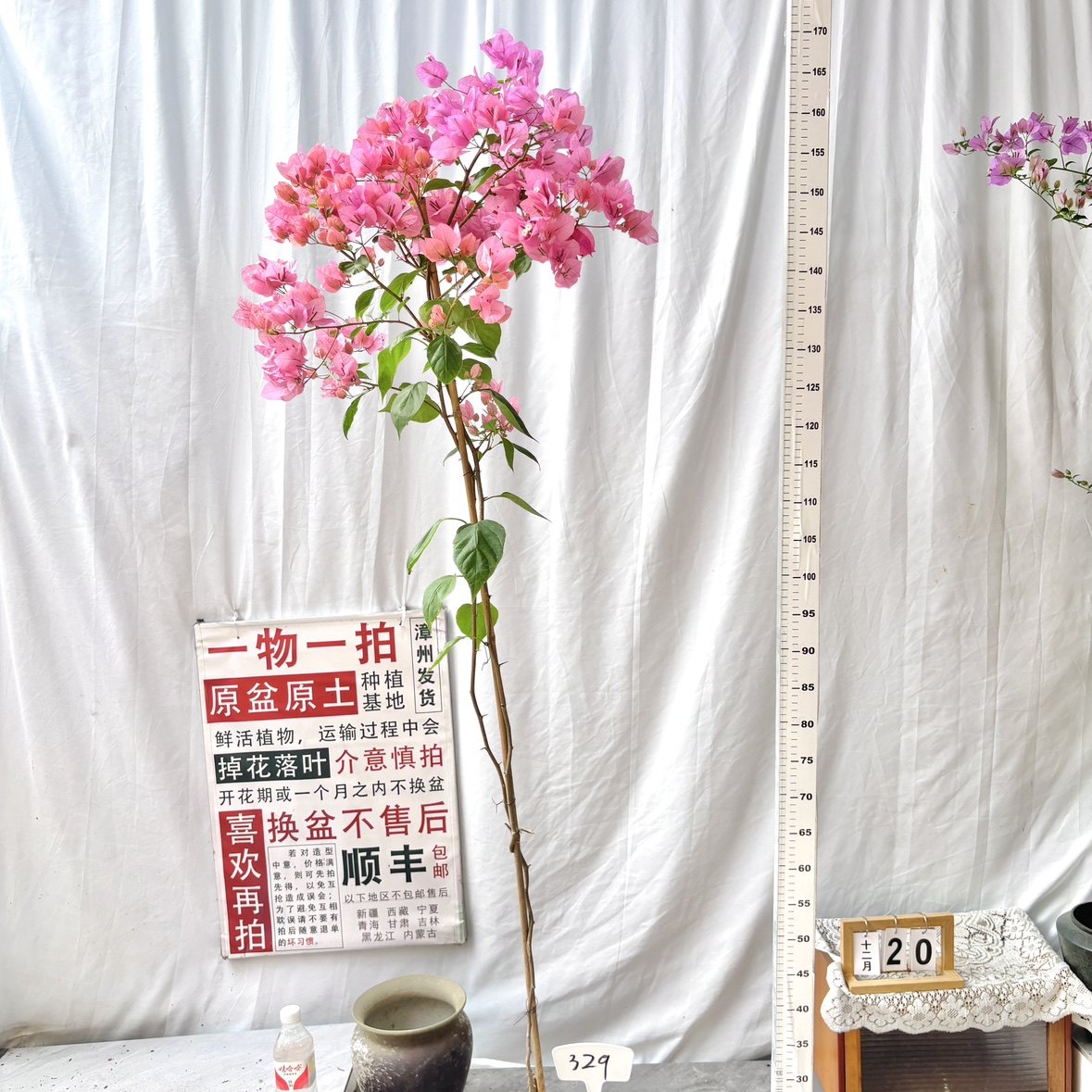 高飘【橙粉公主】329一物一拍漳州三角梅原盆原土基地四季勤花,鲜花速递/花卉仿真/绿植园艺,绣球/木绣球/木本植物,淘宝优惠券,粉丝福利购,淘宝优惠卷