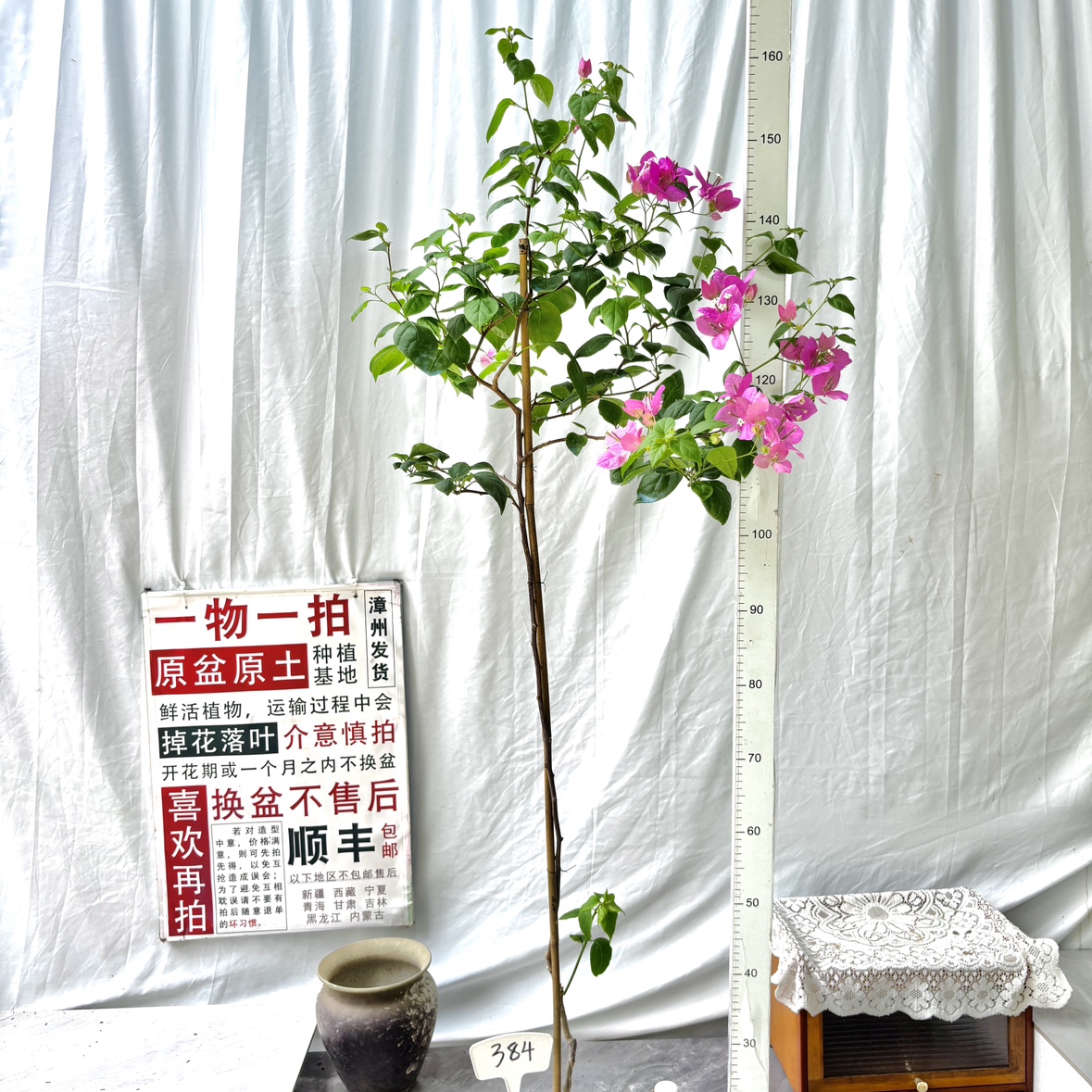 高飘【漳红缨】384一物一拍漳州三角梅原生带盆土四季勤花阳台