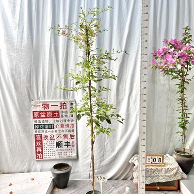 高飘【婆罗洲樱花】364漳州三角梅原生带盆土一物一拍四季勤花