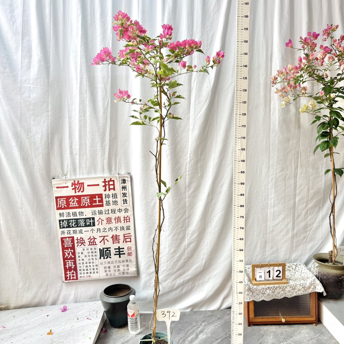 高飘【蜡染粉】392一物一拍漳州三角梅原生原带盆土四季勤花,鲜花速递/花卉仿真/绿植园艺,绣球/木绣球/木本植物,淘宝优惠券,粉丝福利购,淘宝优惠卷