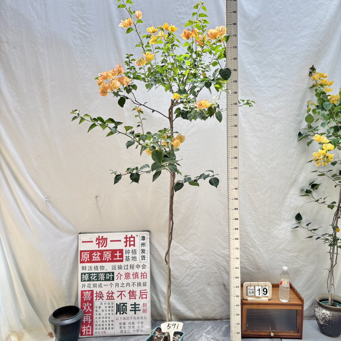 高飘【金色光辉】591漳州三角梅原生带盆土四季勤花一物一拍阳台