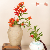 漳州三角梅四季 直播 一物一拍 勤花高飘枝棒棒糖阳台庭院梦慧粉