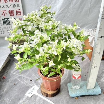 球形【白雪公主】864一物一拍漳州三角梅原生带盆土四季勤花庭院