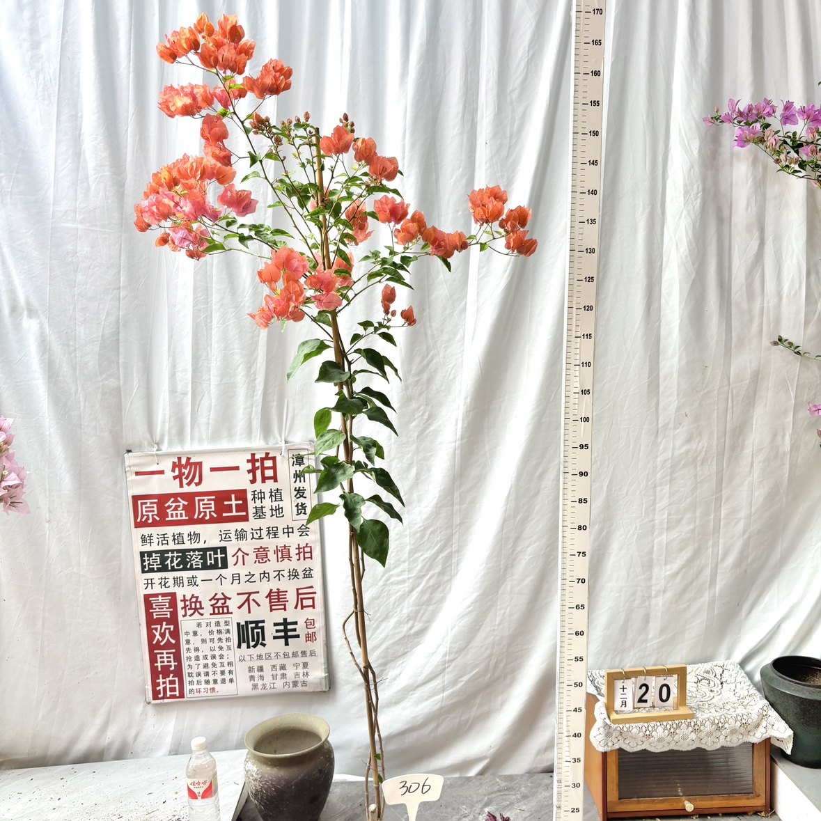 高飘【阿奴娜】306一物一拍漳州三角梅原盆原土四季开花勤花,鲜花速递/花卉仿真/绿植园艺,绣球/木绣球/木本植物,淘宝优惠券,粉丝福利购,淘宝优惠卷