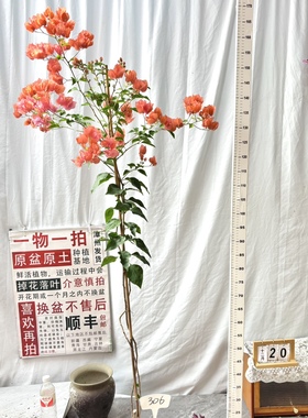 高飘【阿奴娜】306一物一拍漳州三角梅原盆原土四季开花勤花