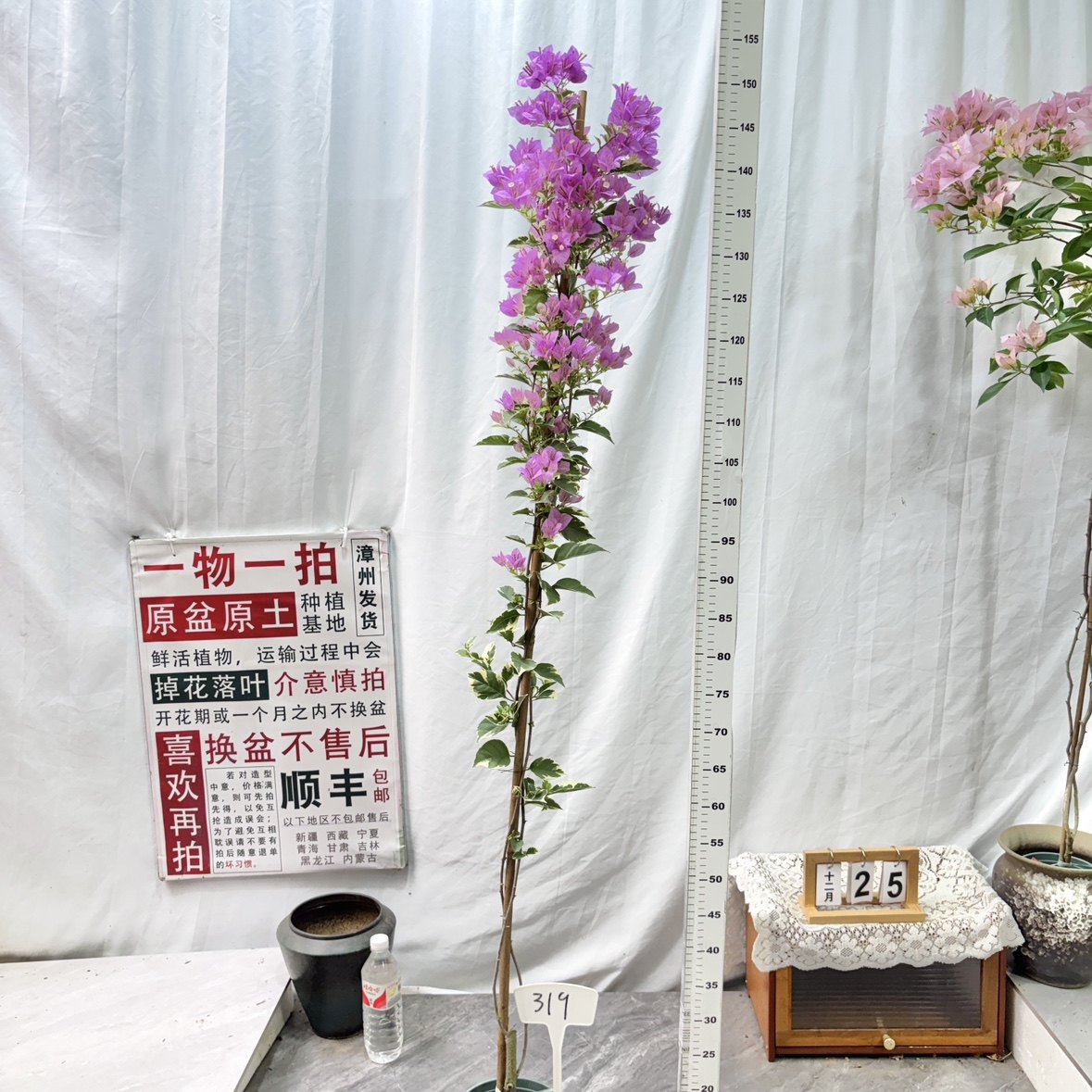 高飘【银边水仙紫】319一物一拍漳州三角梅带盆土四季勤花阳台,鲜花速递/花卉仿真/绿植园艺,绣球/木绣球/木本植物,淘宝优惠券,粉丝福利购,淘宝优惠卷