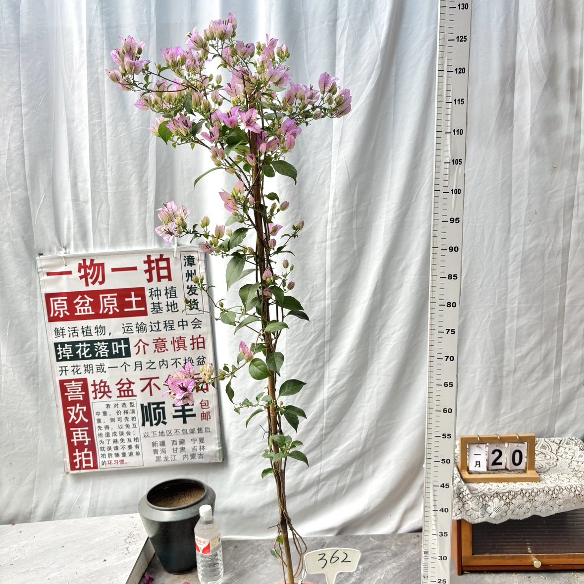 高飘【绿叶雪紫】362一物一拍漳州三角梅原生带盆土四季勤花阳台,鲜花速递/花卉仿真/绿植园艺,绣球/木绣球/木本植物,淘宝优惠券,粉丝福利购,淘宝优惠卷