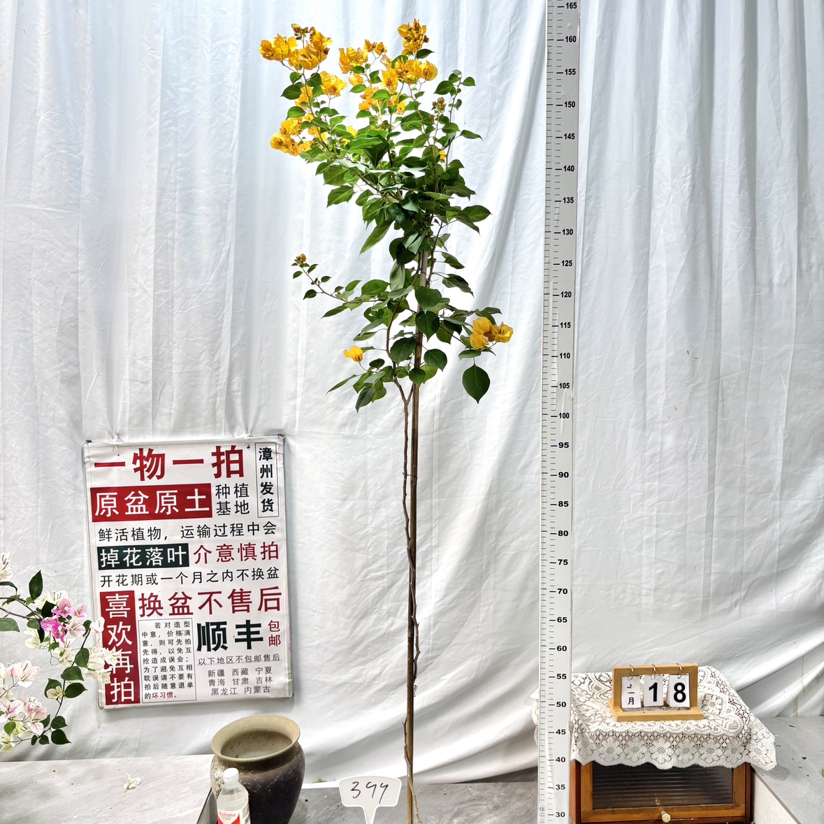 高飘【暗斑浅黄】399漳州三角梅原盆原土四季勤花一物一拍