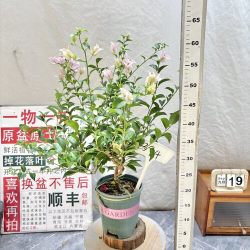 矮飘【苹果花】394一物一拍漳州三角梅原生带盆土阳台四季勤花
