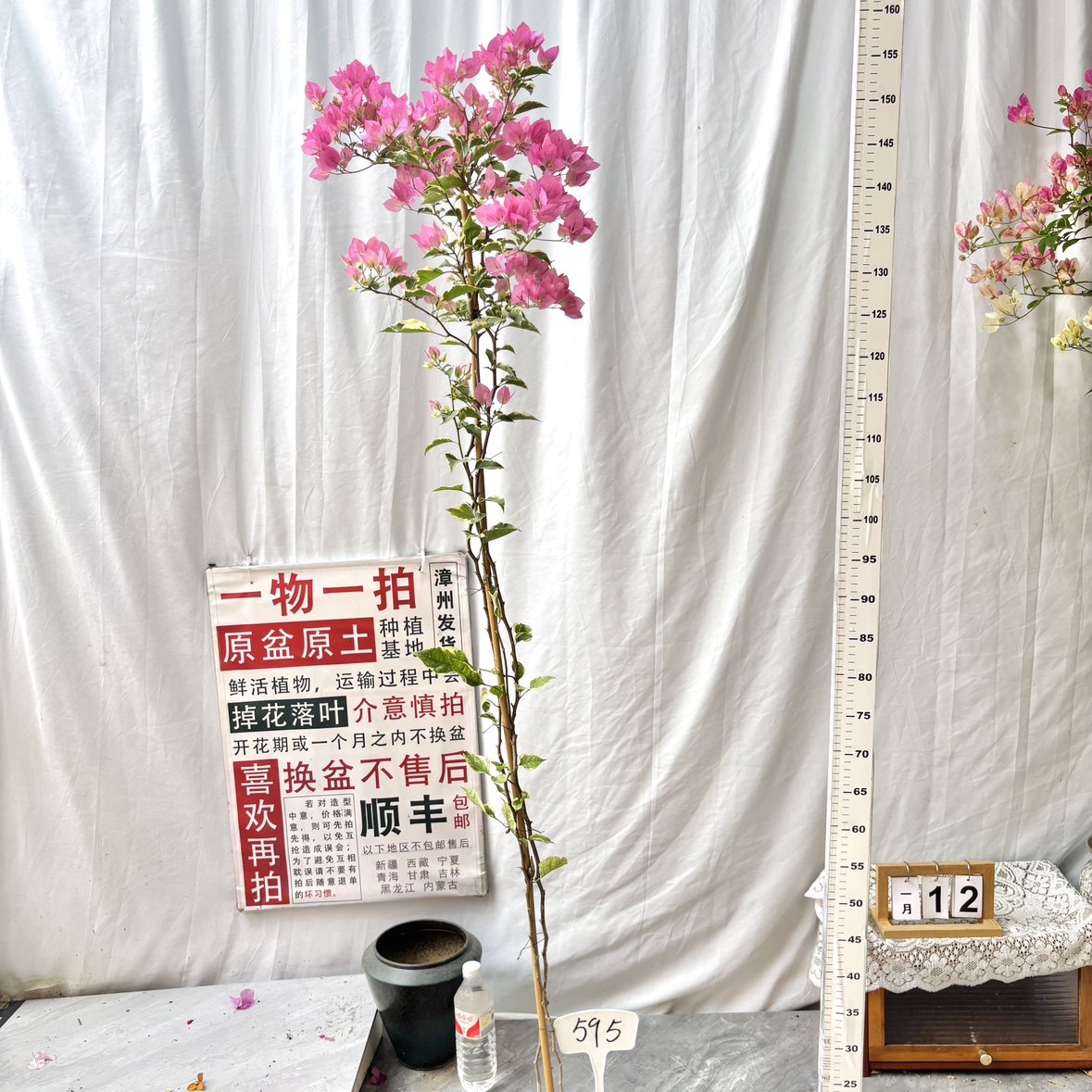 高飘【蜡染粉】595一物一拍漳州三角梅带盆土四季勤花阳台庭院,鲜花速递/花卉仿真/绿植园艺,绣球/木绣球/木本植物,淘宝优惠券,粉丝福利购,淘宝优惠卷