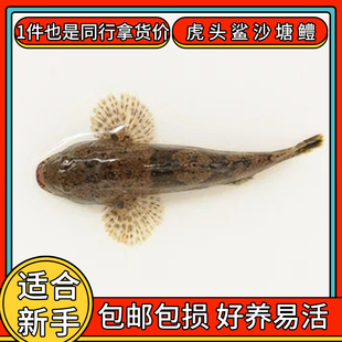 沙塘鳢土布笋壳鱼热带原生鱼冷水观赏鱼溪流鱼金鱼活体鱼苗虎头鲨