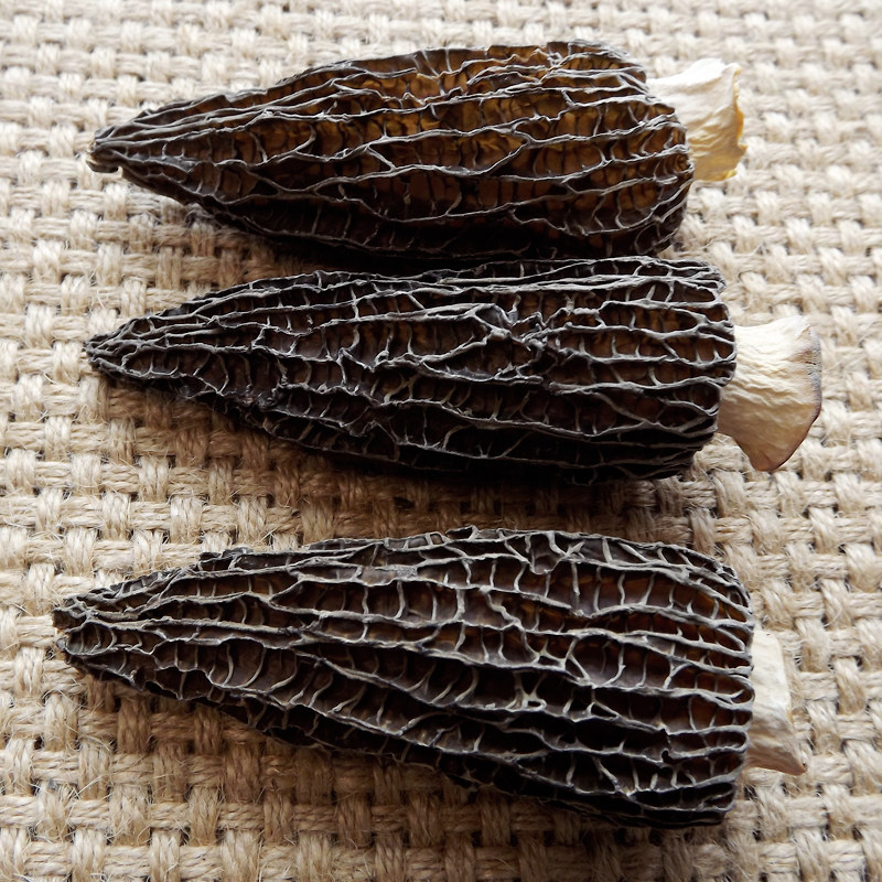 羊肚菌干货50g贵州特产野生菌食用菌菇煲汤食材当年新货羊肚蘑图片