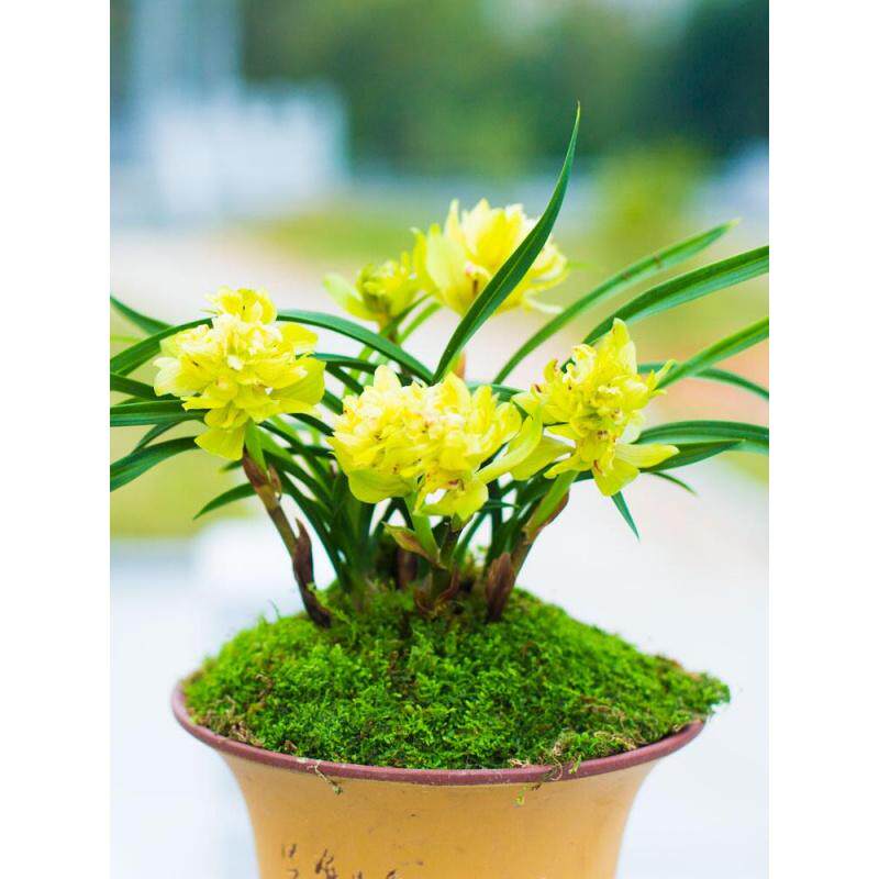 包邮 兰花苗客厅花卉阳台绿植盆栽浓香自然苗兰花 春兰 黄金牡丹