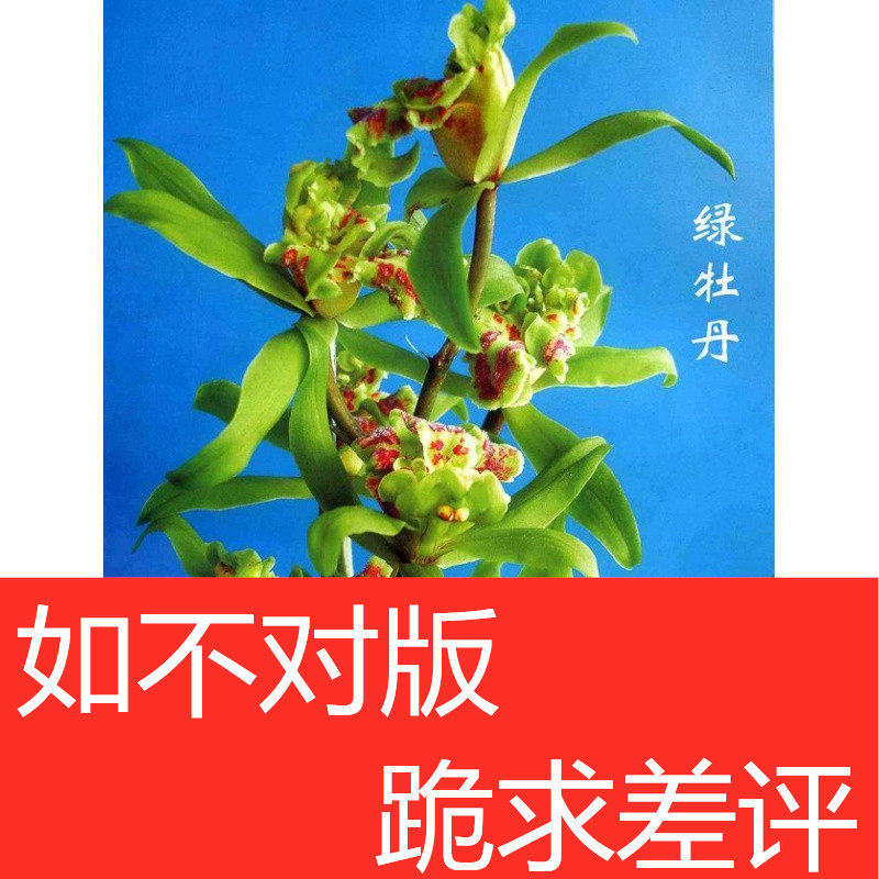 包邮云南室内兰花苗浓香蕙兰 绿牡丹 阳台花卉兰花盆栽 自然种植