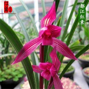 云南室内兰花苗阳台花卉盆栽绿植自然老种春剑 都江红素 包邮