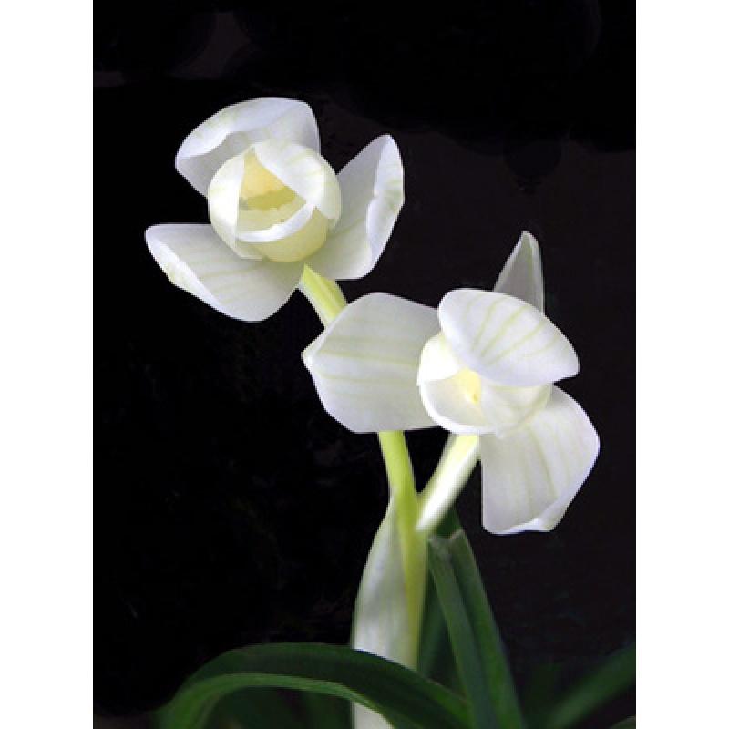 当年开花 兰花客厅阳台盆栽浓香自然老种兰花苗莲瓣兰【永怀素】