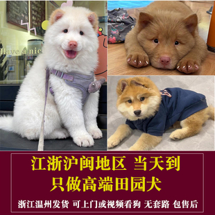白土松犬五红五黑犬中国唐狗土猎红毛纯种四眼中华田园犬黄狗白面