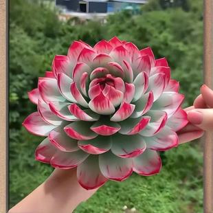 惊鸿仙子韩国进口景天科多肉植物盆栽好养颜值高端品种肉肉花卉