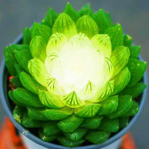 宝莲灯稀有品种办公室内多肉植物