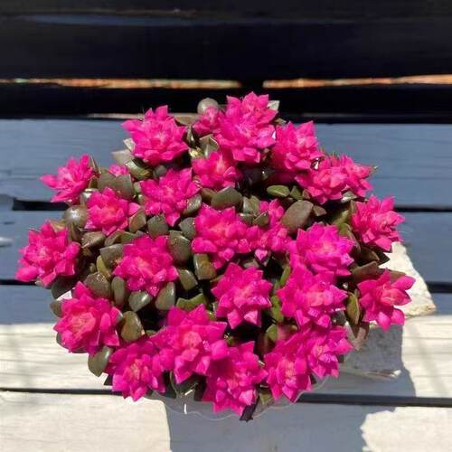 吹雪之松锦多肉带盆易养招财