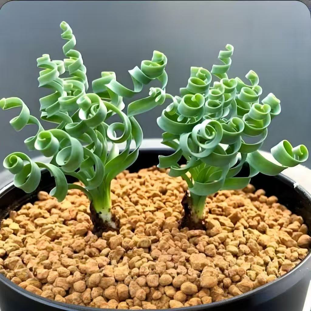 多肉植物弹簧草宽叶螺旋草球根块