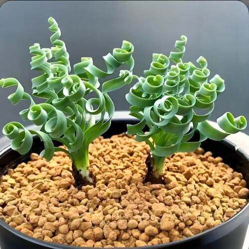 多肉植物弹簧草宽叶螺旋草球根块