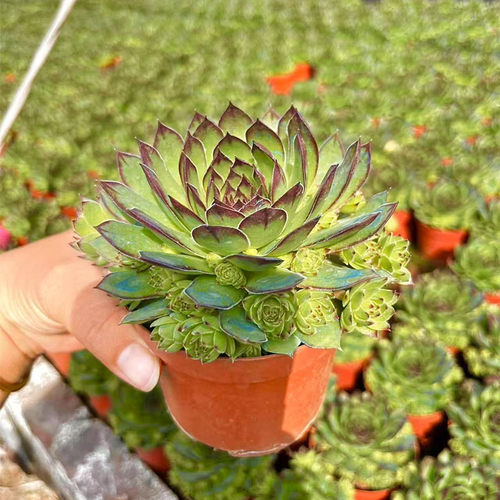 大颗观音莲多肉植物多头群生带崽长生草系列好养易活防辐射盆栽绿