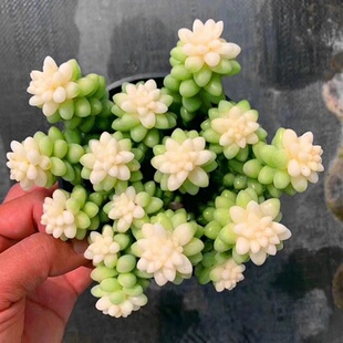 奶油玉缀锦新玉坠多肉植物室内多头花卉绿植盆栽新手好养活防辐射