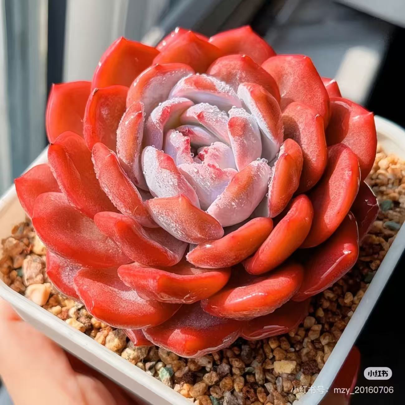 多肉植物新品贵货星星橙子梦露