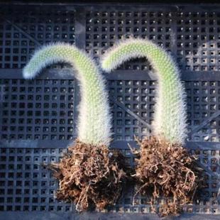 开花九尾狐多肉植物高档盆栽花长毛系列狐狸尾巴办公室盆栽防辐射