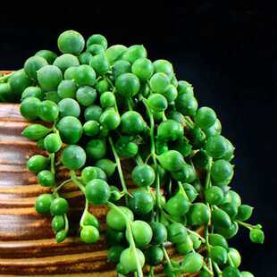 超长佛珠情人泪多肉植物带盆佛珠吊兰情人泪花卉绿植盆栽肉肉花