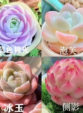新款多肉组合蓝巴黎白冰玉侧影套餐好养耐寒室内办公室盆栽防辐射