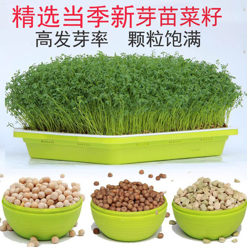 豌豆空心菜萝卜豆芽菜芽苗菜
