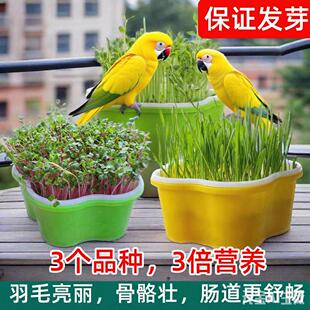 鹦鹉豌豆苗天然食用草小鸟玩具虎皮鹦鹉解闷玄凤啃咬蔬菜逗鸟神器