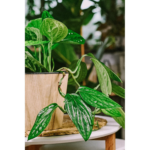 Monstera质量怎么样 Monstera口碑怎么样 小麦优选