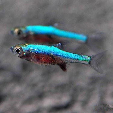 钻石蓝霓虹灯鱼钻石红莲灯鱼草缸鱼小型鱼