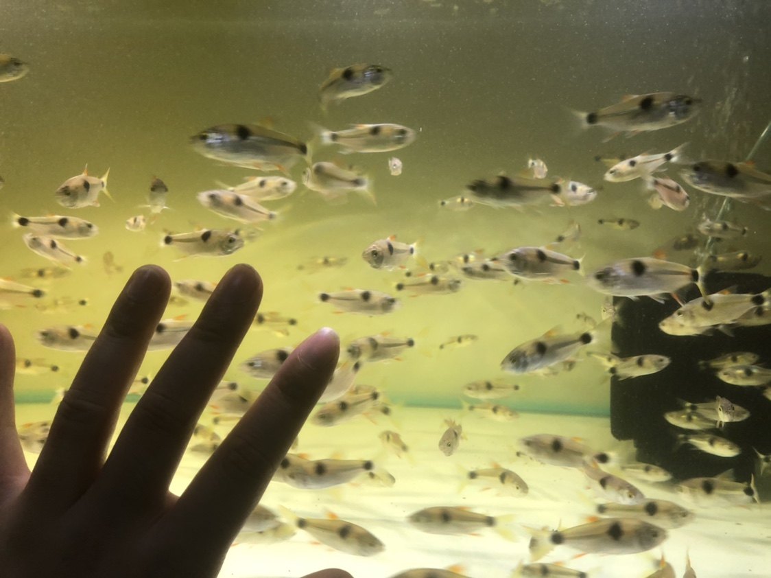 马克吐司鱼23年新货出售进口鱼活体马克土司小型猛鱼观赏鱼热带鱼