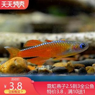 小型灯科鱼霓虹燕子鱼橘红燕子鱼活体草缸群游鱼热带观赏鱼好养