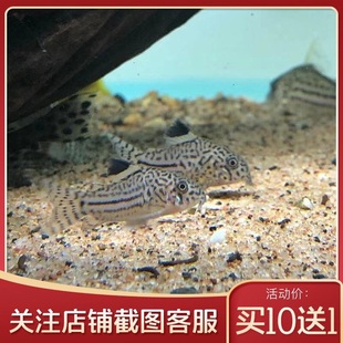 底栖老鼠鱼熊猫金翅珍珠鼠热带宠物活体三线豹鼠红帆鼠鱼金线鼠