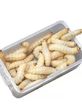 葡萄玉米虫角蛙口粮柴虫幼体鸟食鱼食大麦虫钓鱼葡萄蜜钓饵