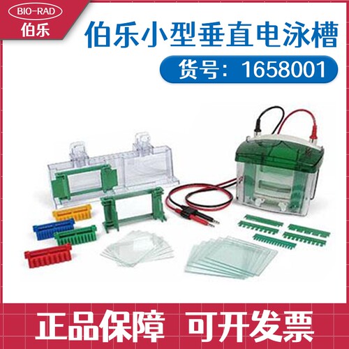 美国伯乐Tetra小型垂直电泳槽