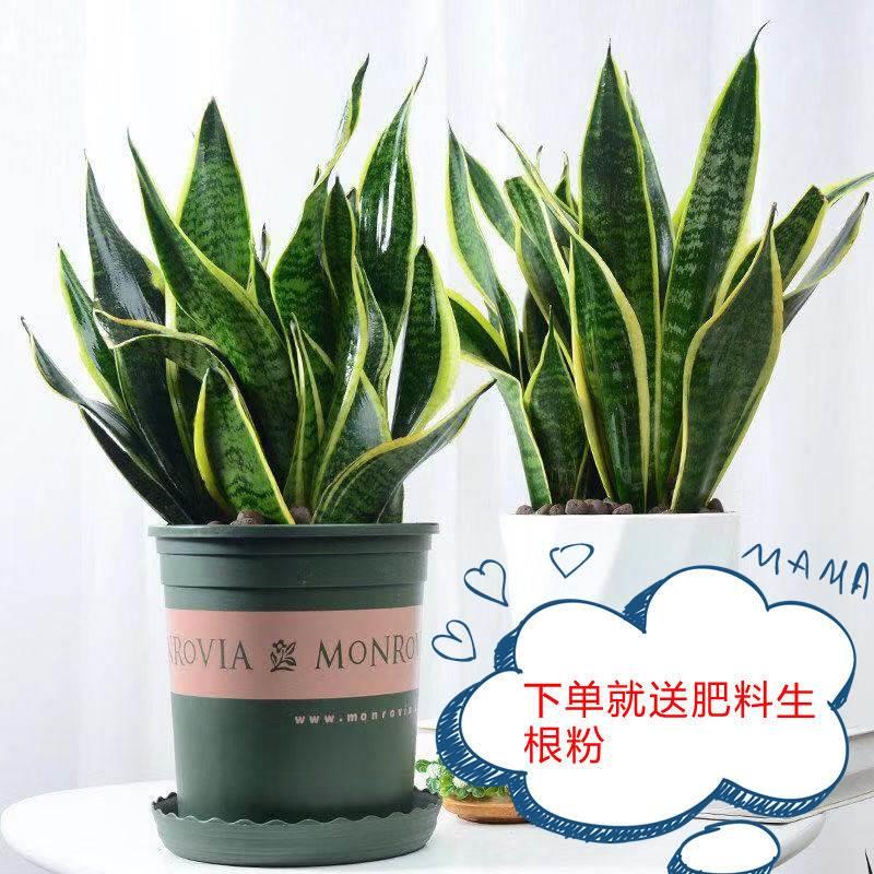 虎皮兰盆栽甲醛吸室内植物绿植金边虎皮兰苗带盆净化空气四季好养