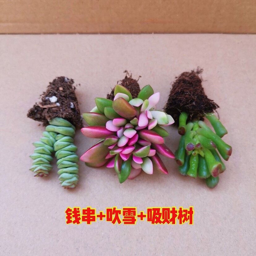 多肉植物  组合盆栽吸财树 钱串 吹雪之松锦 新手套餐 室内好养活