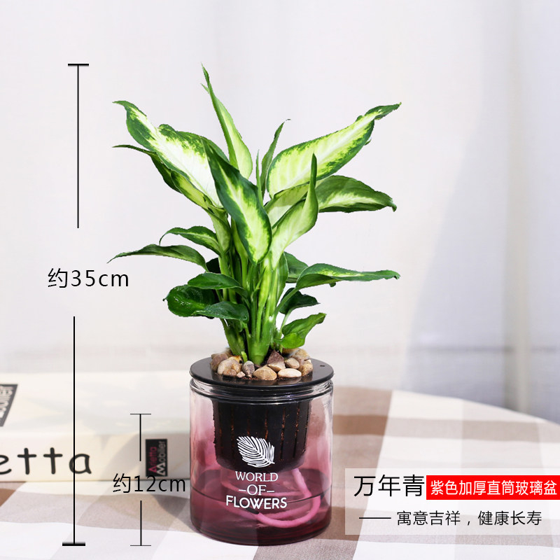 万年青植物办公室盆栽净化空气绿植花卉银皇后观叶植物室内植物